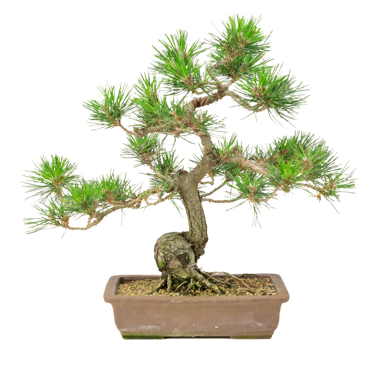 Pinus thunbergii unglazed pot 25cm, height ~43cm