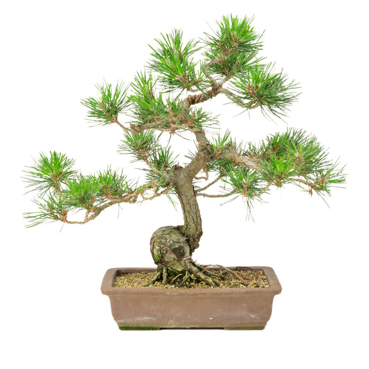 Pinus thunbergii unglazed pot 25cm, height ~43cm