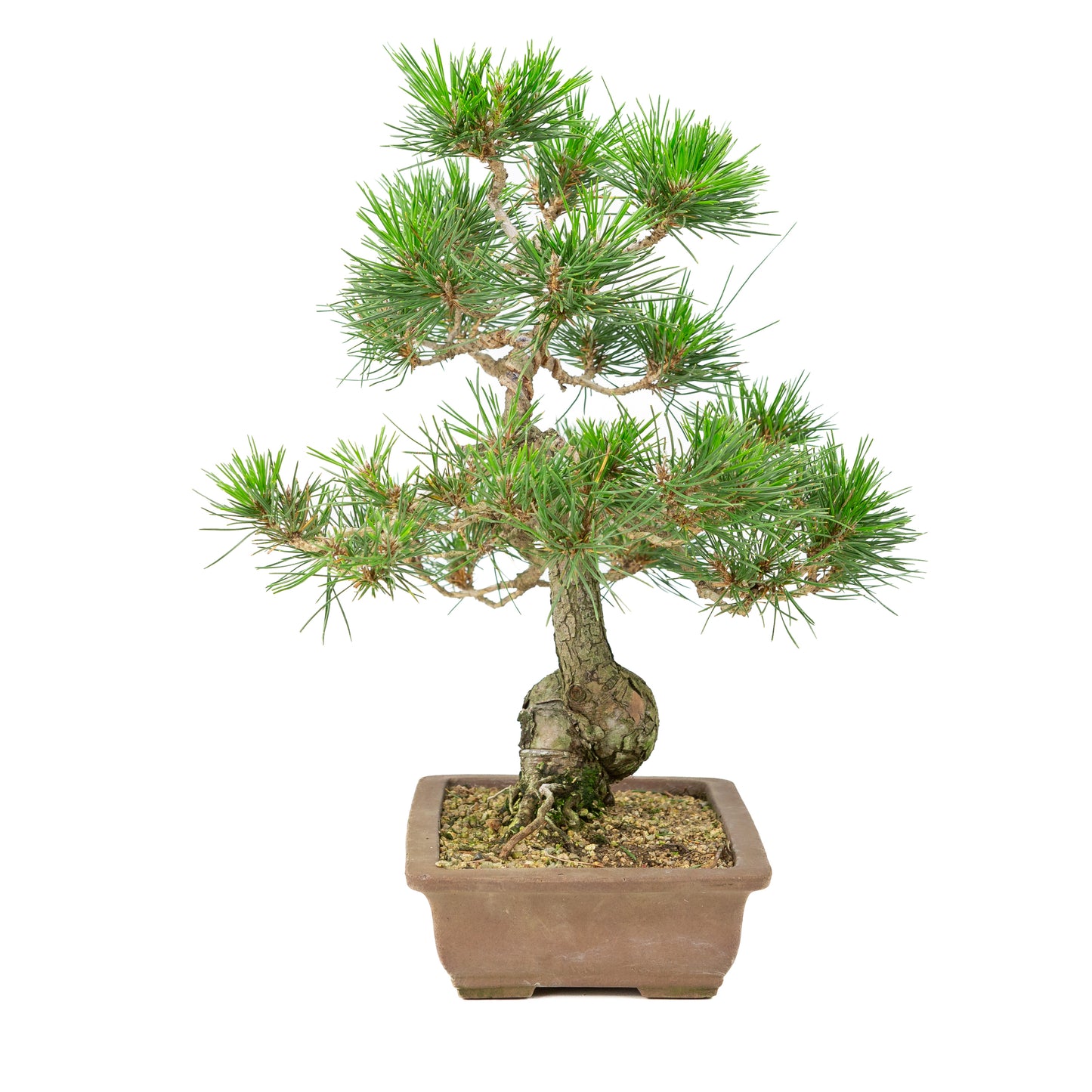 Pinus thunbergii unglazed pot 25cm, height ~43cm