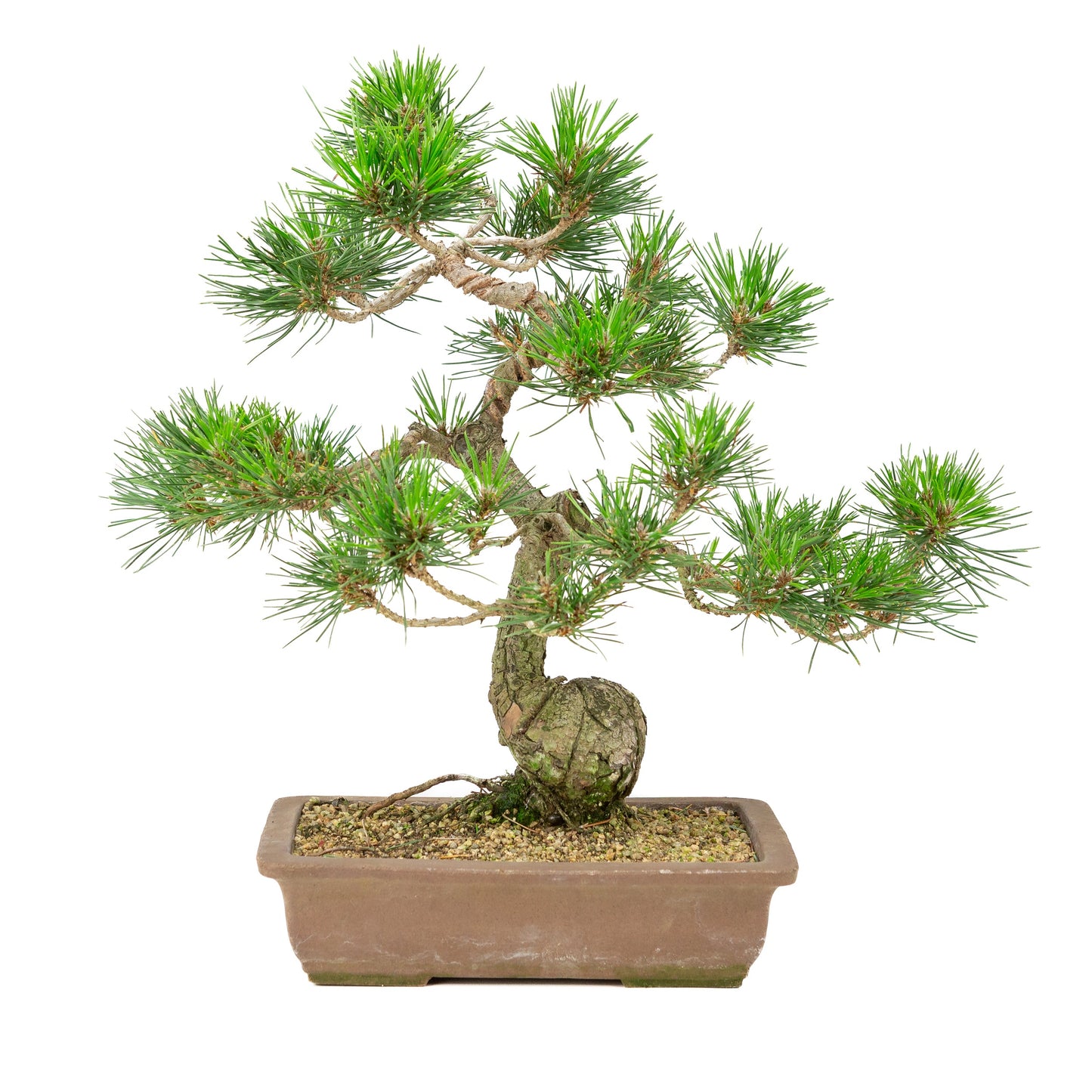 Pinus thunbergii unglazed pot 25cm, height ~43cm