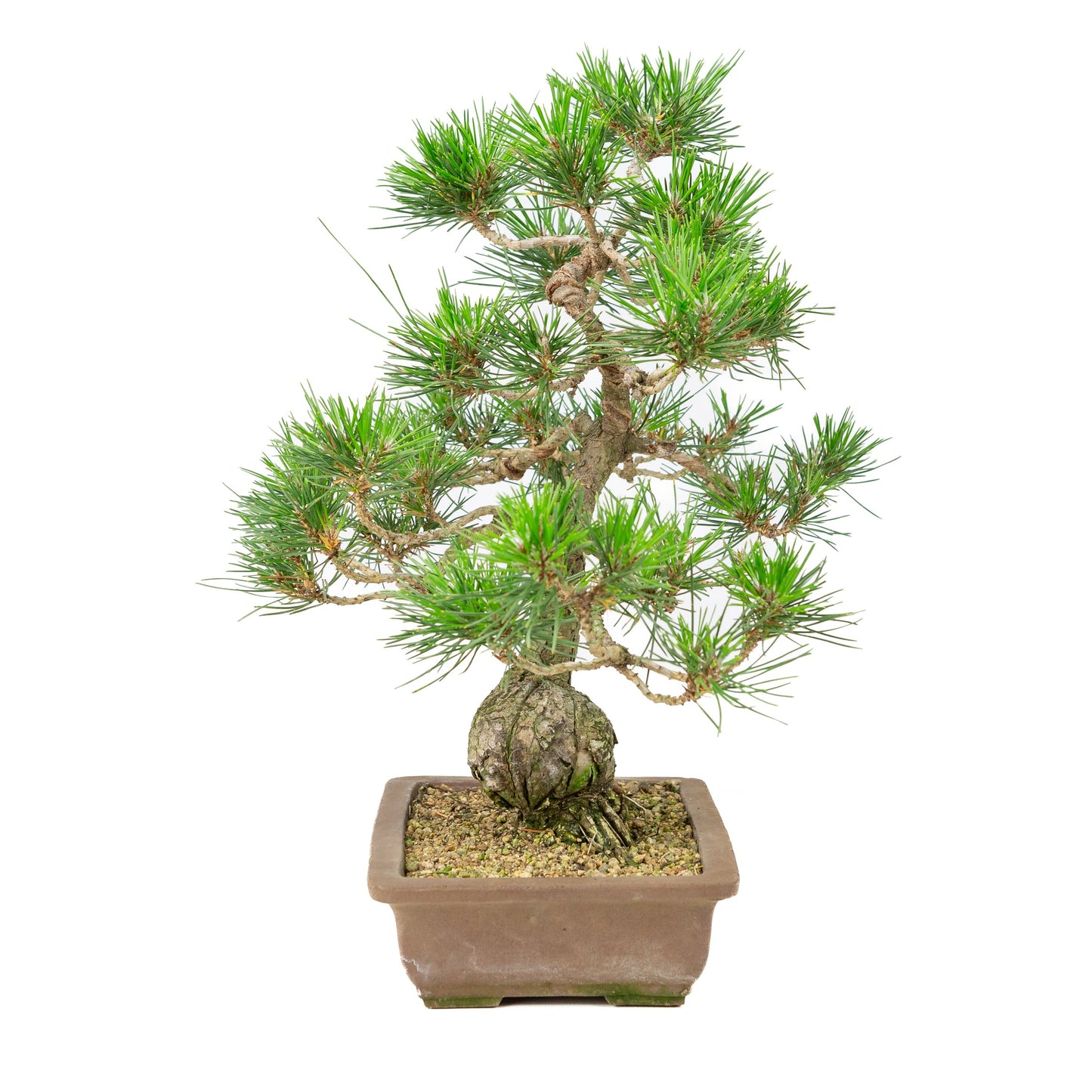 Pinus thunbergii unglazed pot 25cm, height ~43cm