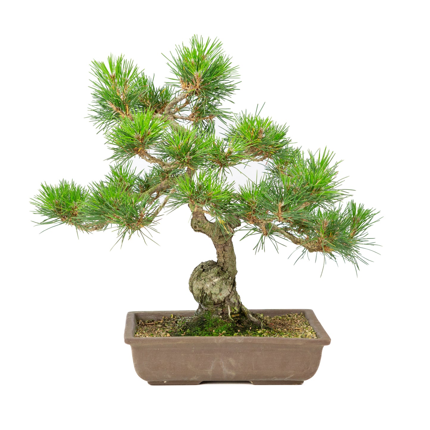 Pinus thunbergii unglazed pot 24cm, height ~41cm