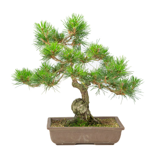 Pinus thunbergii unglazed pot 24cm, height ~41cm