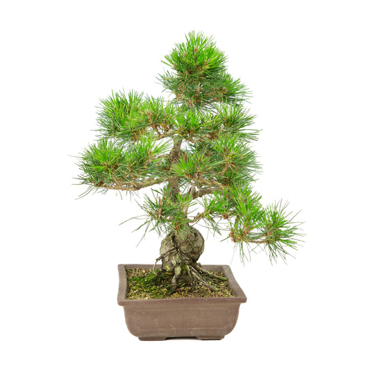 Pinus thunbergii unglazed pot 24cm, height ~41cm