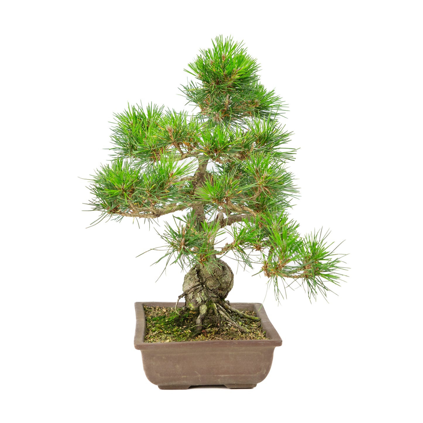 Pinus thunbergii unglazed pot 24cm, height ~41cm