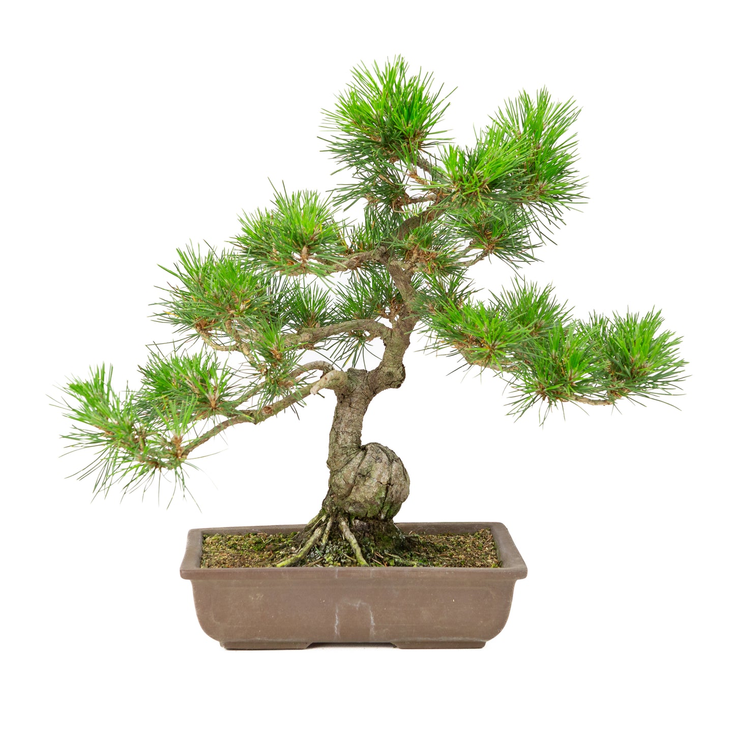 Pinus thunbergii unglazed pot 24cm, height ~41cm