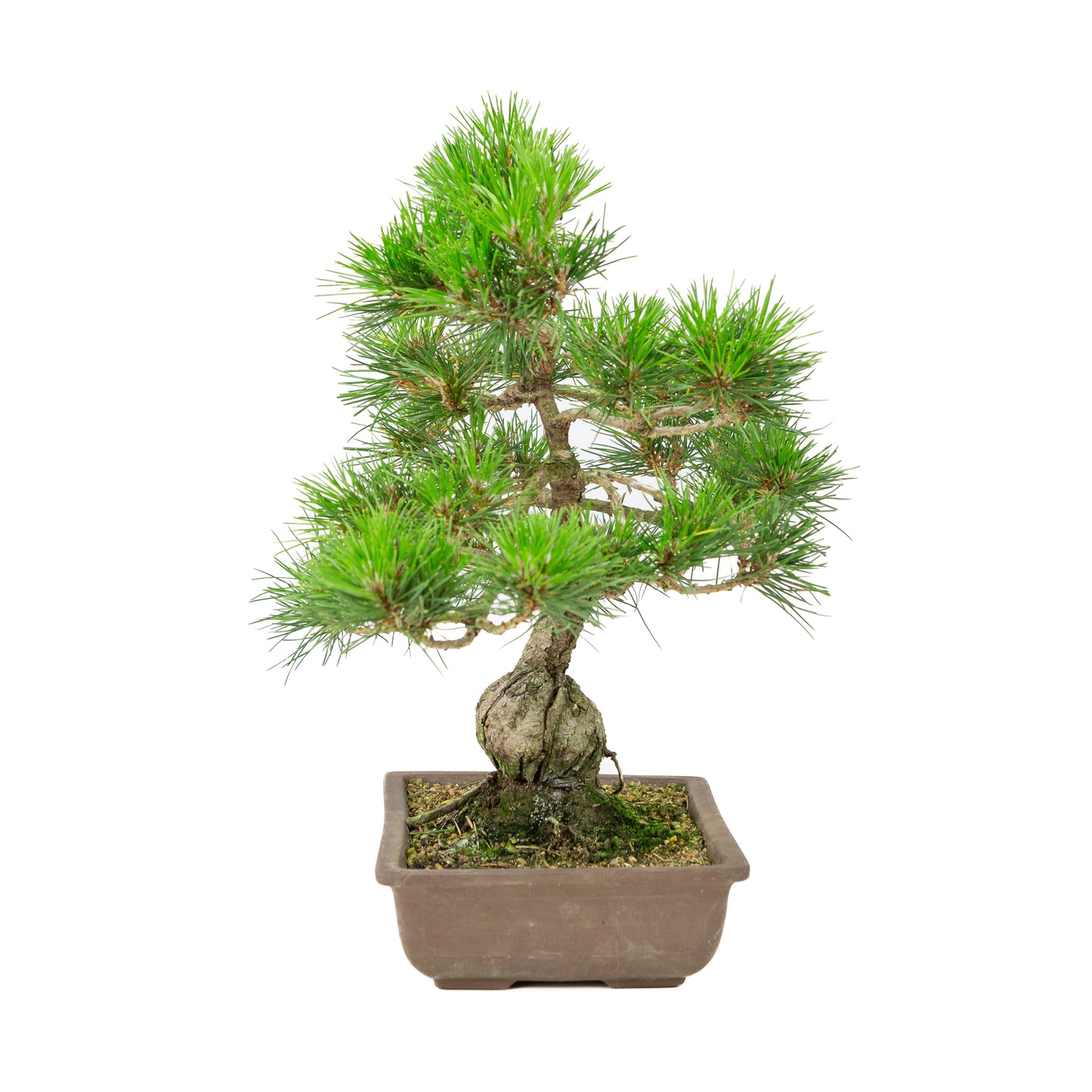 Pinus thunbergii unglazed pot 24cm, height ~41cm