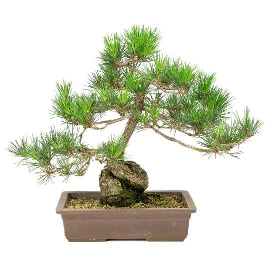 Pinus thunbergii unglazed pot 26cm, height ~40cm