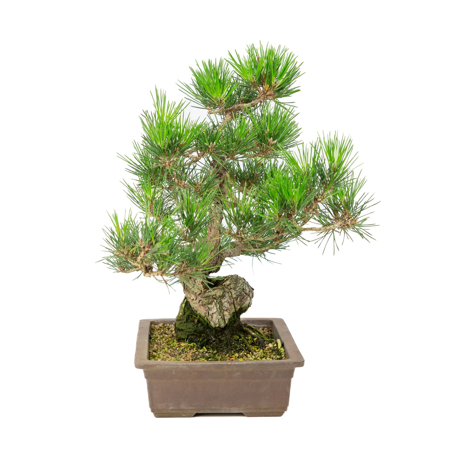 Pinus thunbergii unglazed pot 26cm, height ~40cm
