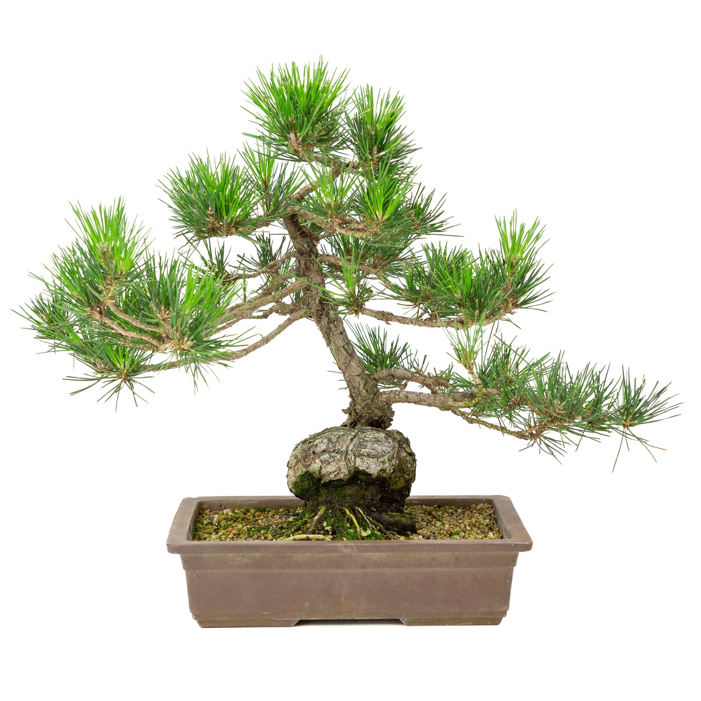 Pinus thunbergii unglazed pot 26cm, height ~40cm