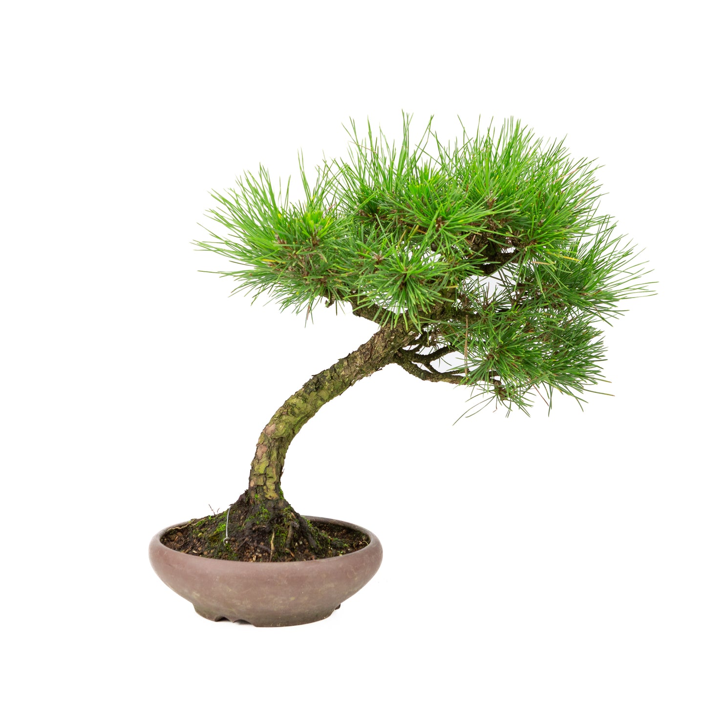 Pinus thunbergii unglazed pot 17cm, height ~36cm