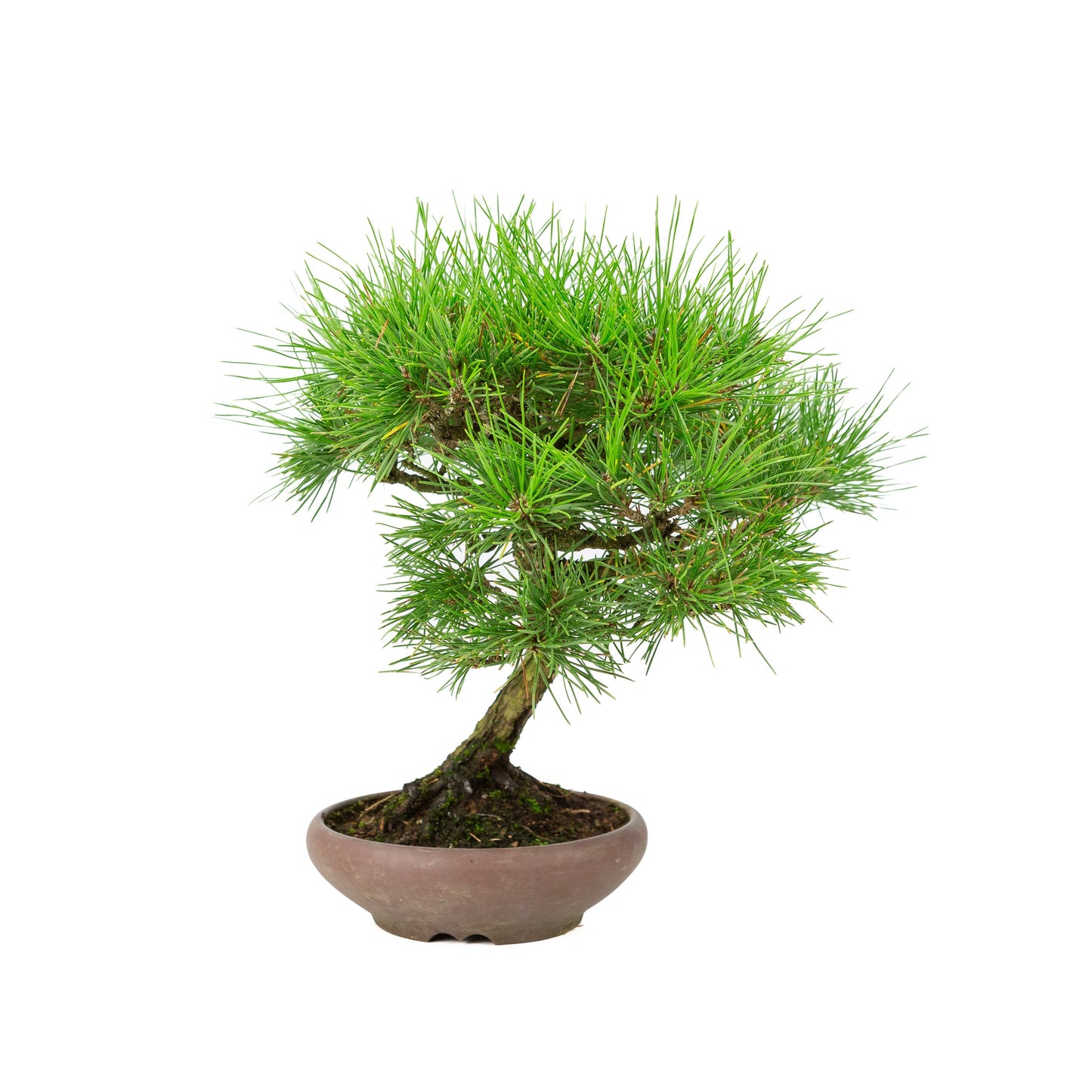 Pinus thunbergii unglazed pot 17cm, height ~36cm