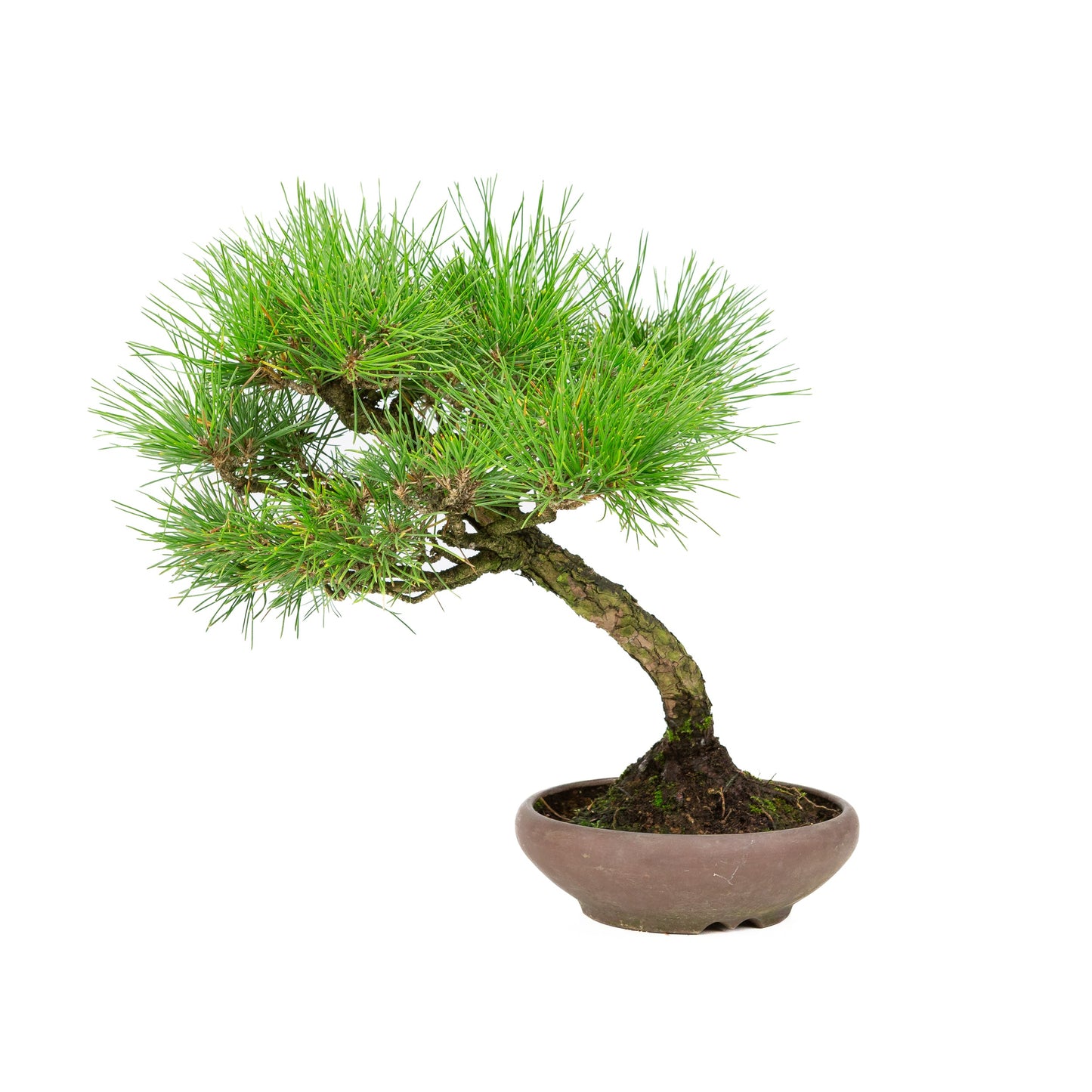 Pinus thunbergii unglazed pot 17cm, height ~36cm