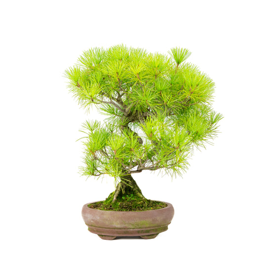 Pinus parviflora unglazed oval pot 19cm, height ~38cm