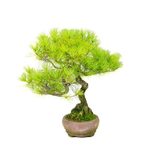 Pinus parviflora unglazed oval pot 19cm, height ~38cm