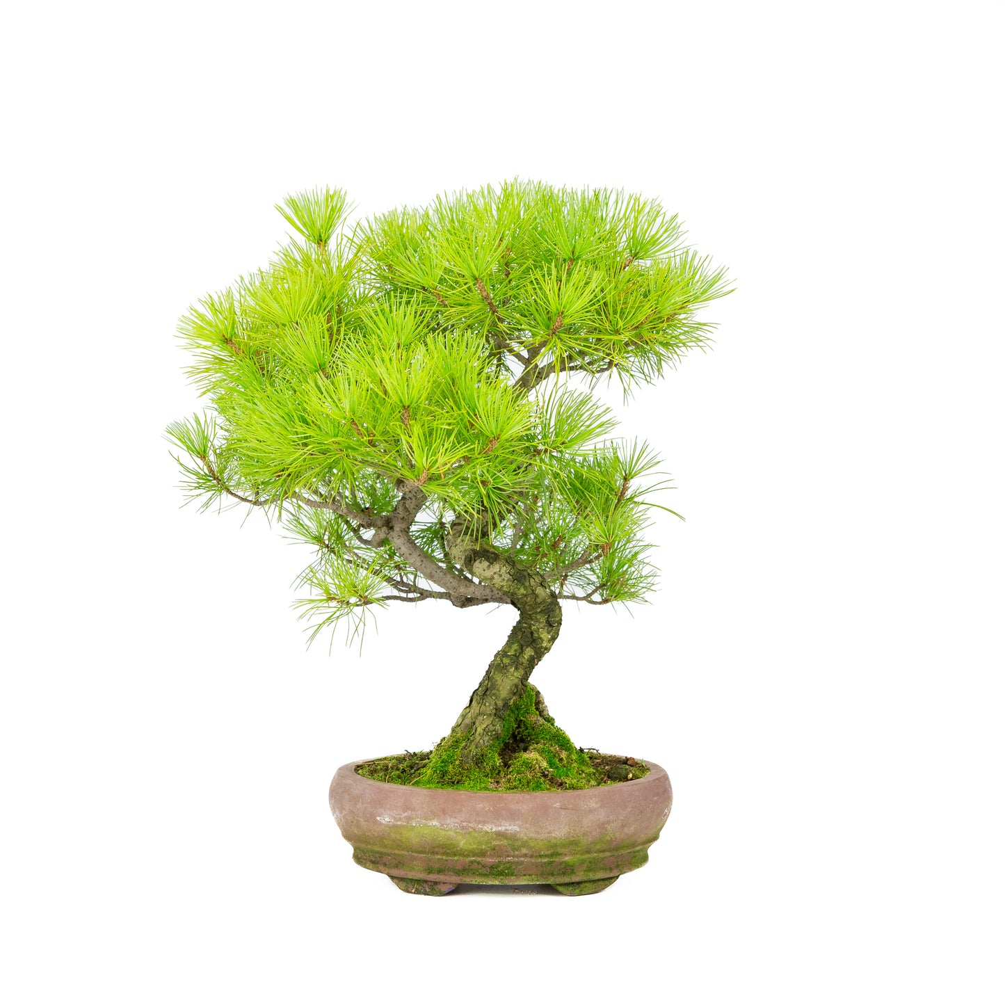 Pinus parviflora unglazed oval pot 19cm, height ~38cm
