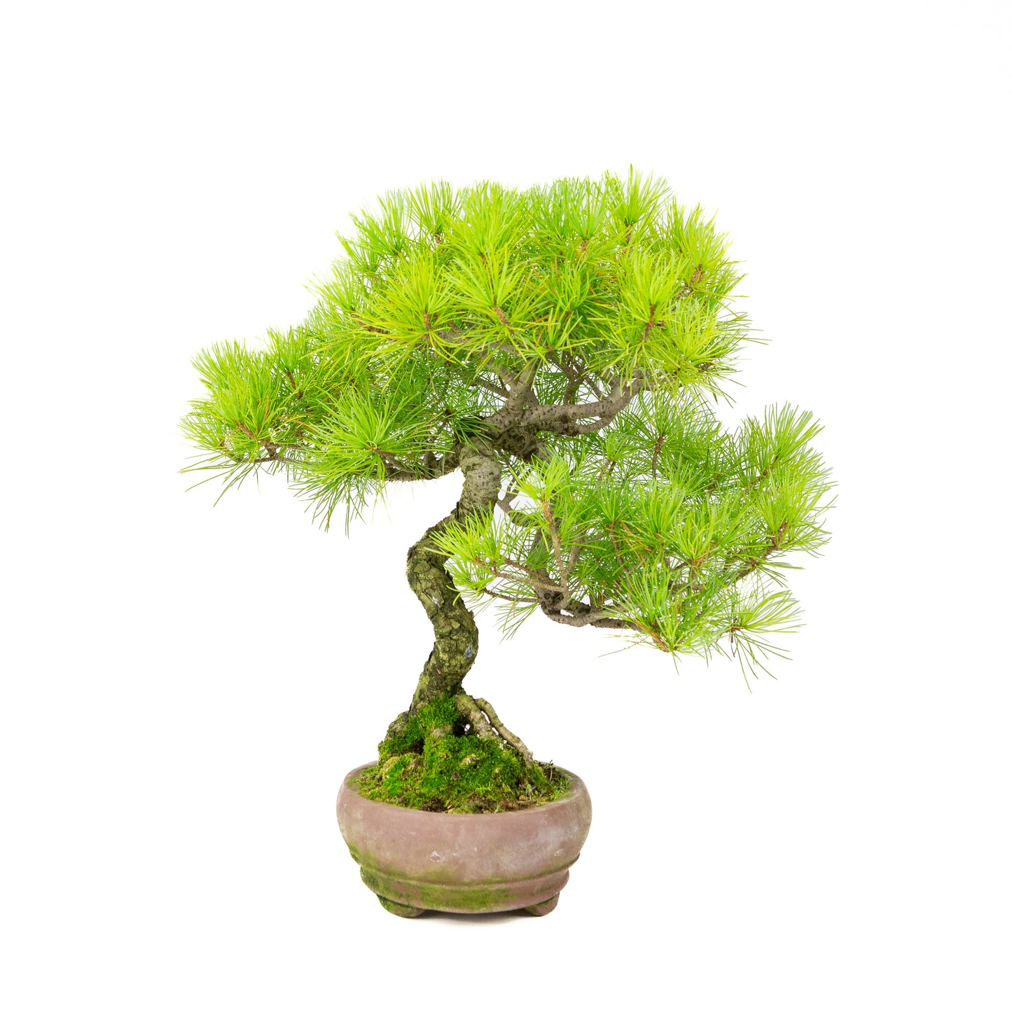 Pinus parviflora unglazed oval pot 19cm, height ~38cm