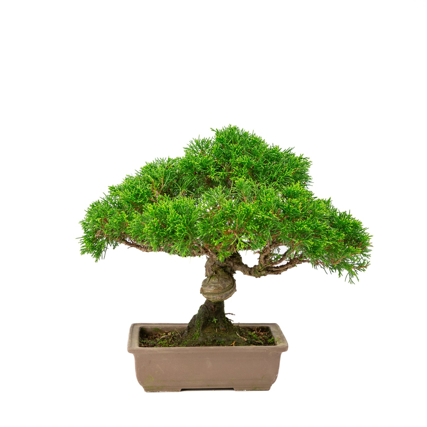 Juniperus chinensis unglazed 19cm, height ~31cm