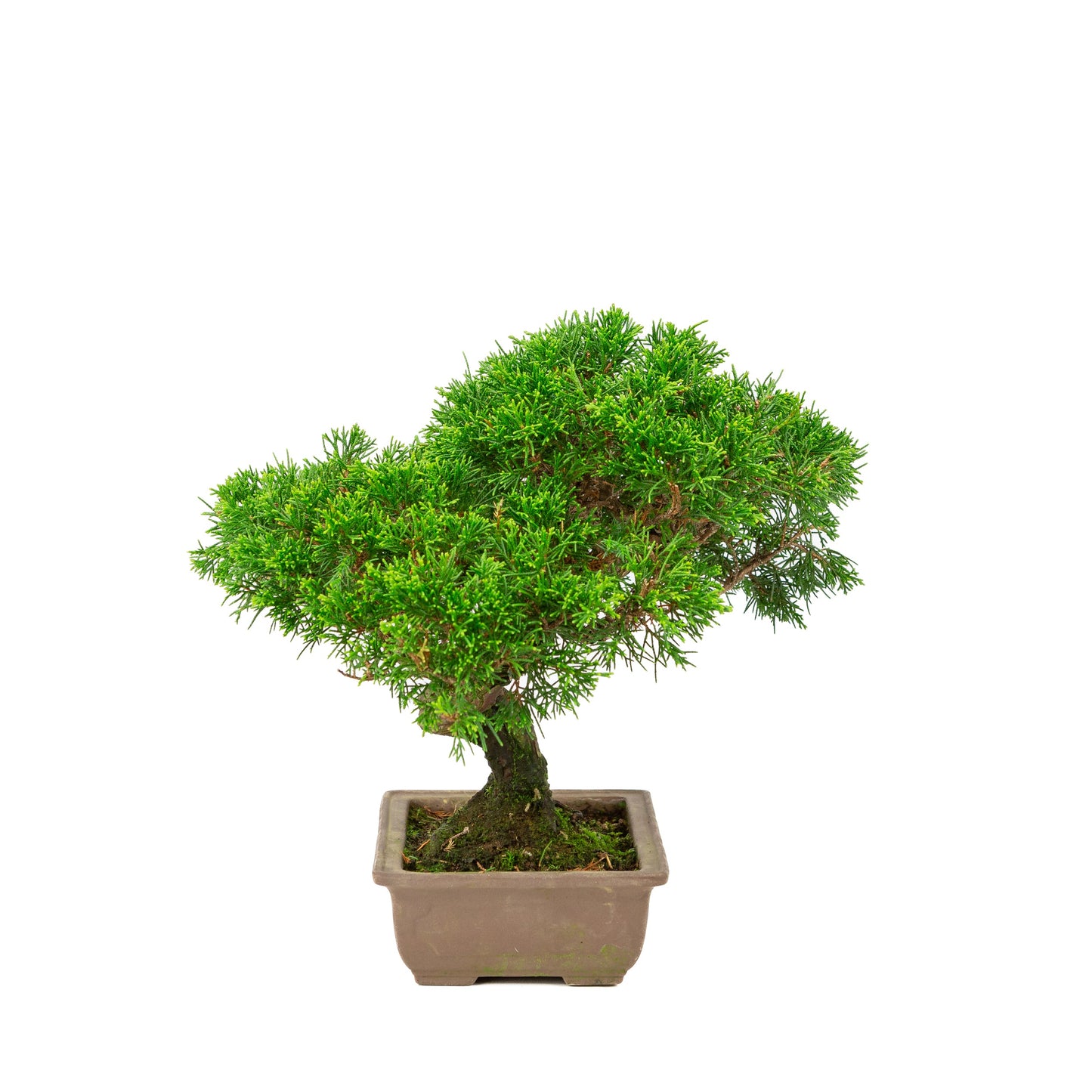 Juniperus chinensis unglazed 19cm, height ~31cm