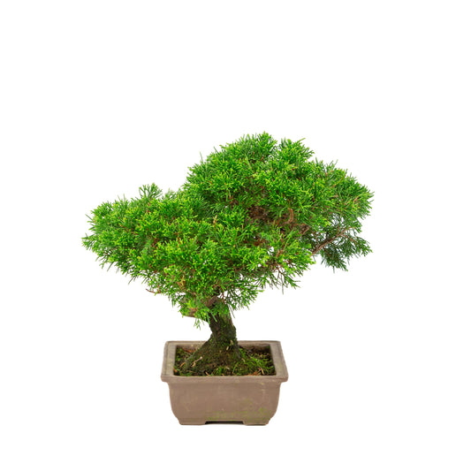 Juniperus chinensis unglazed 19cm, height ~31cm