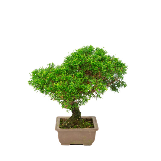 Juniperus chinensis unglazed 19cm, height ~31cm