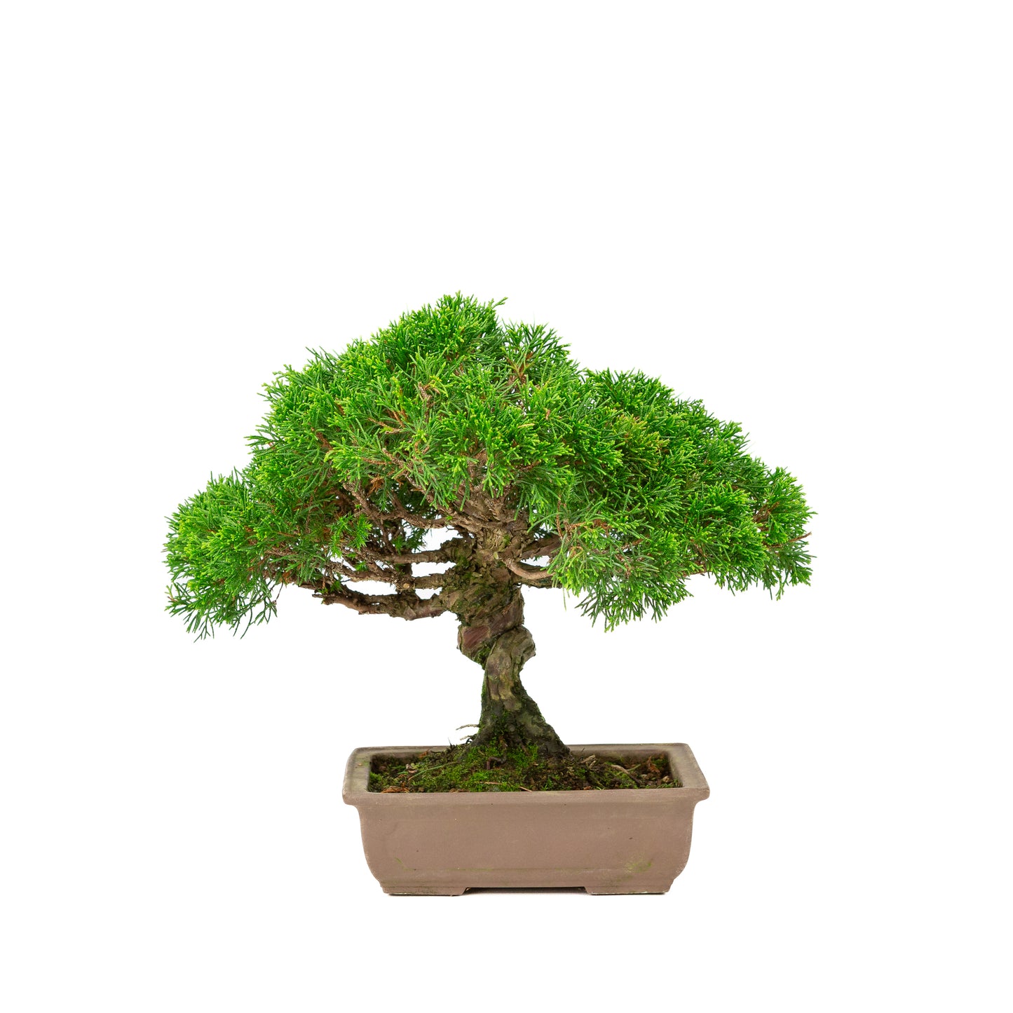 Juniperus chinensis unglazed 19cm, height ~31cm