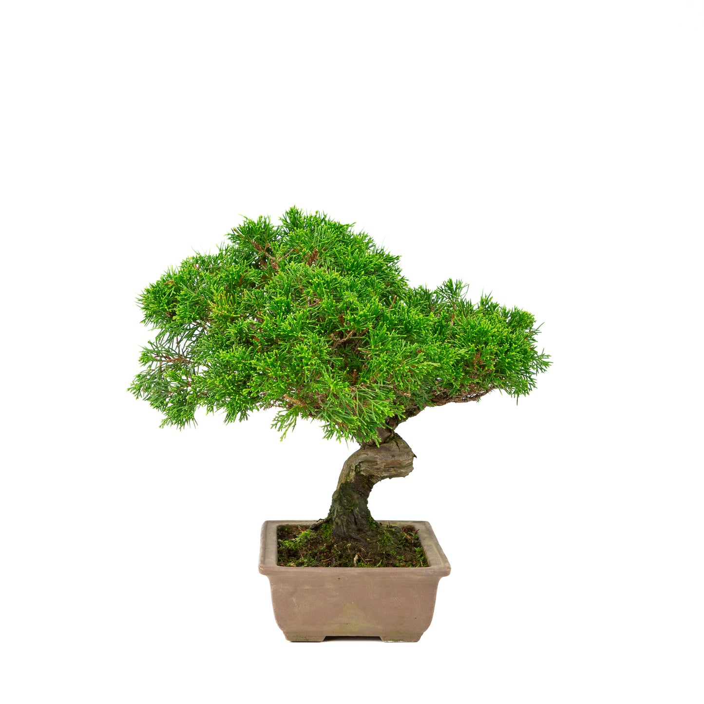Juniperus chinensis unglazed 19cm, height ~31cm