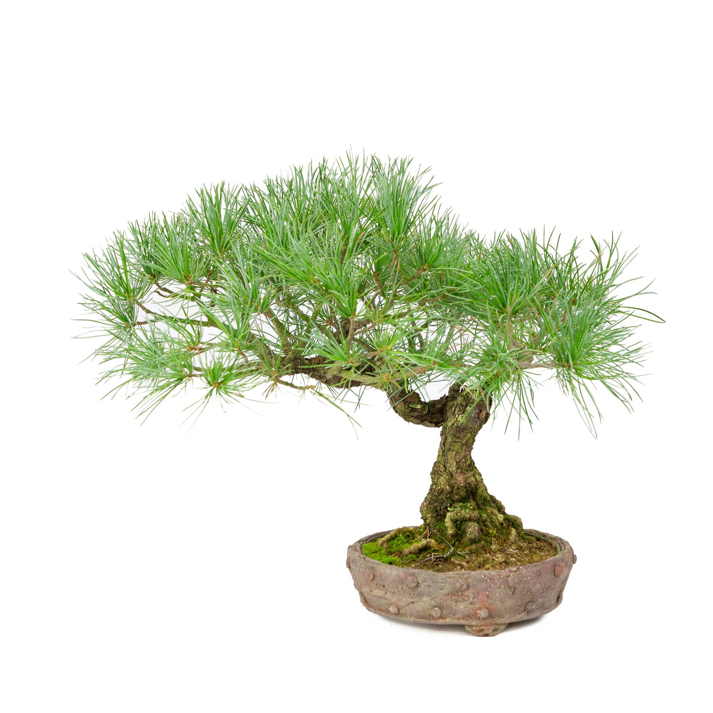 Pinus parviflora unglazed round pot 16cm, height ~32cm