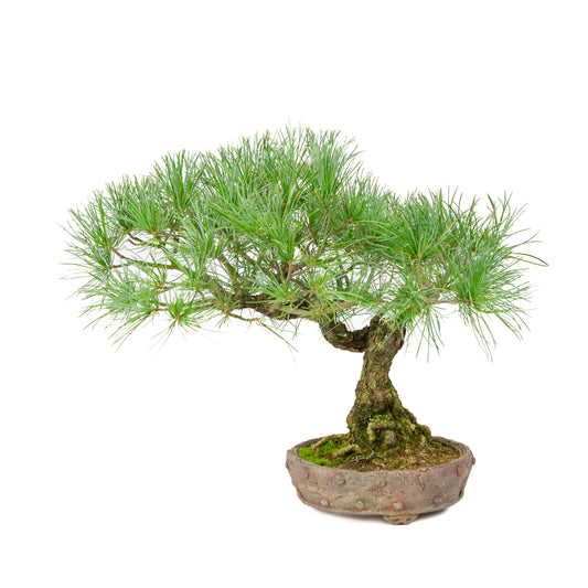 Pinus parviflora unglazed round pot 16cm, height ~32cm