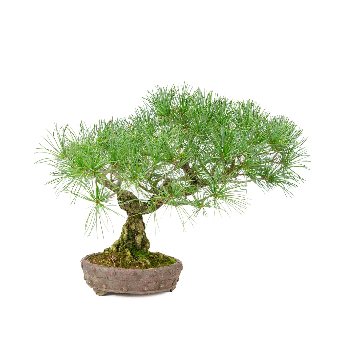 Pinus parviflora unglazed round pot 16cm, height ~32cm