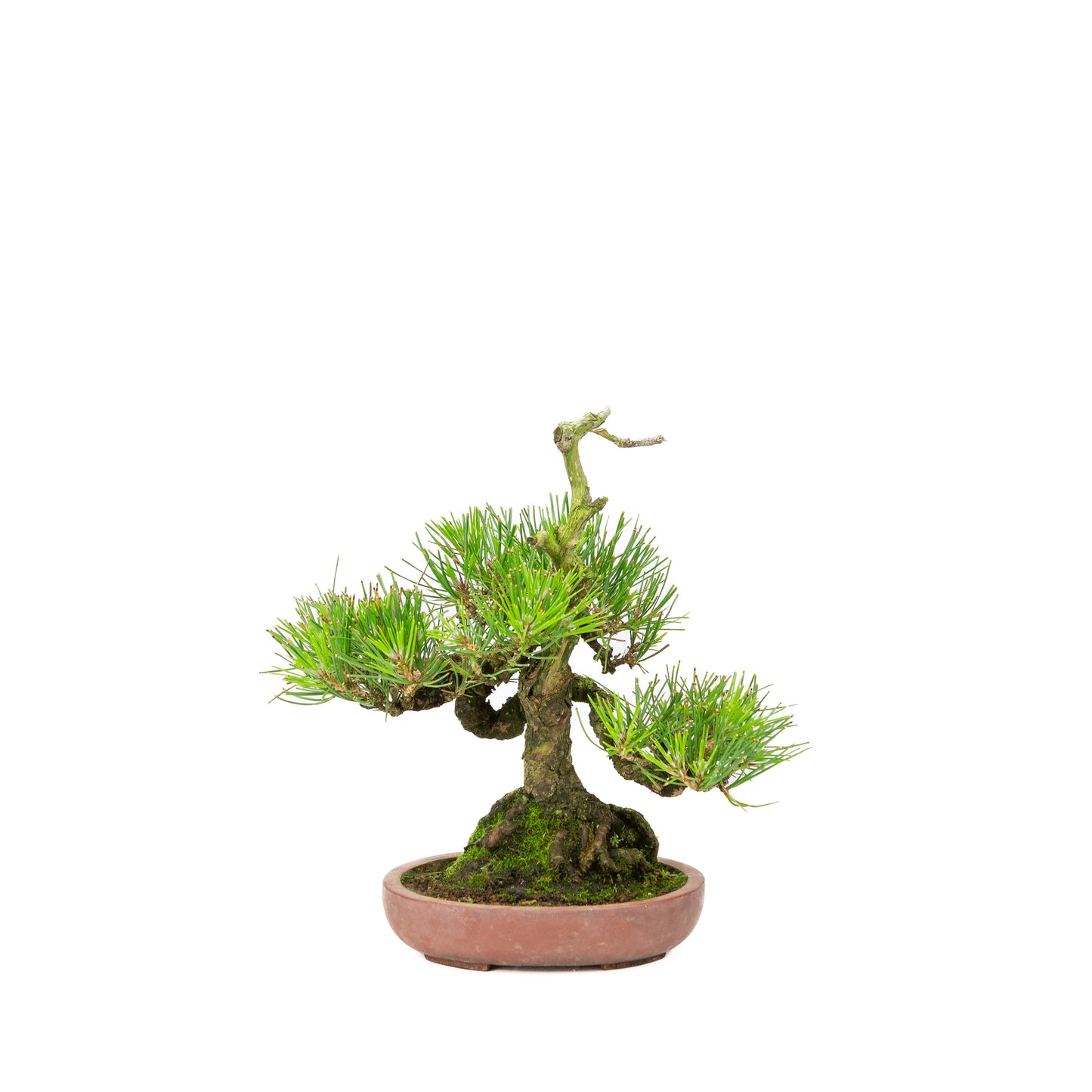 Pinus thunbergii unglazed pot 15cm, height ~25cm