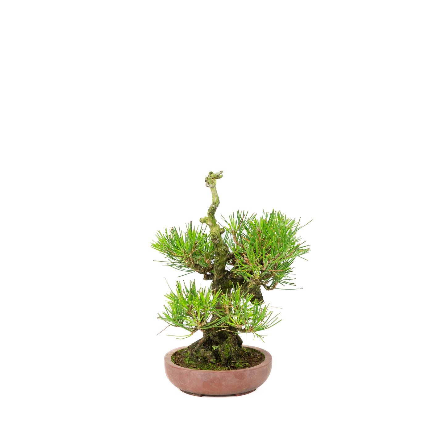 Pinus thunbergii unglazed pot 15cm, height ~25cm