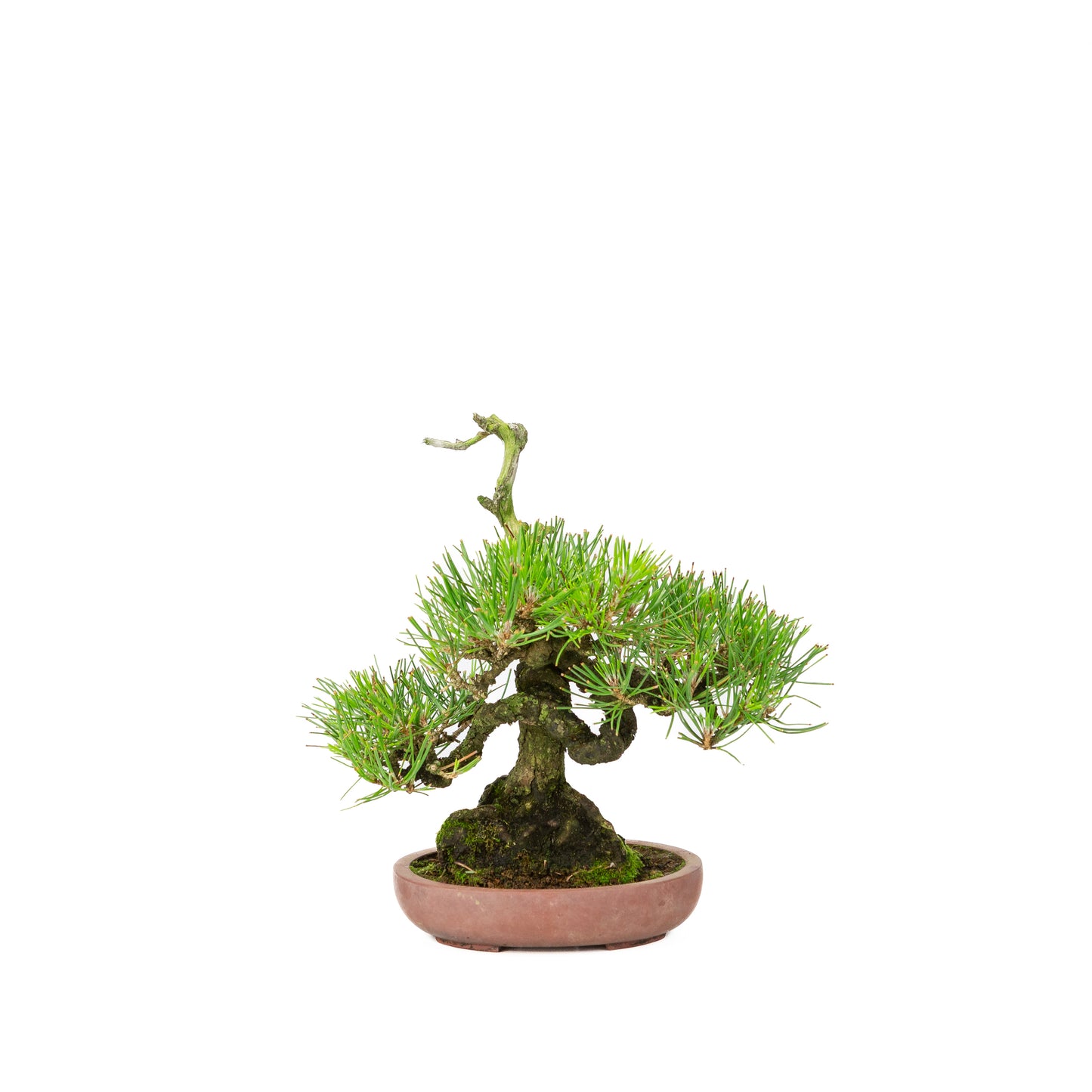 Pinus thunbergii unglazed pot 15cm, height ~25cm