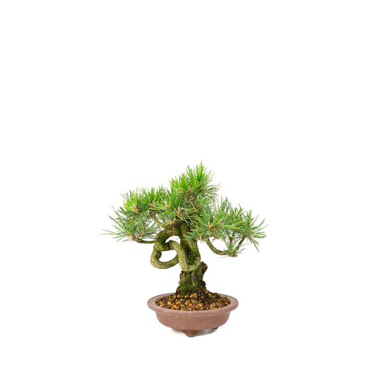 Pinus thunbergii unglazed pot 13m, height ~24cm