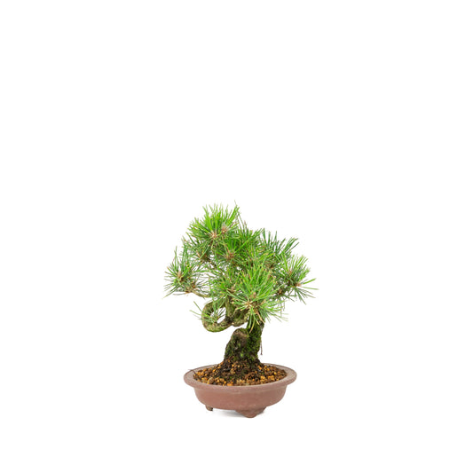 Pinus thunbergii unglazed pot 13m, height ~24cm