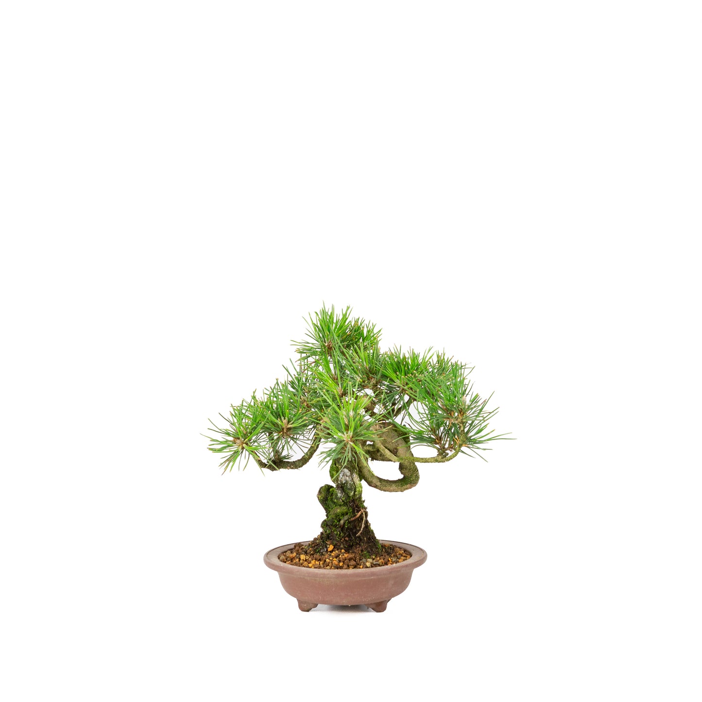 Pinus thunbergii unglazed pot 13m, height ~24cm