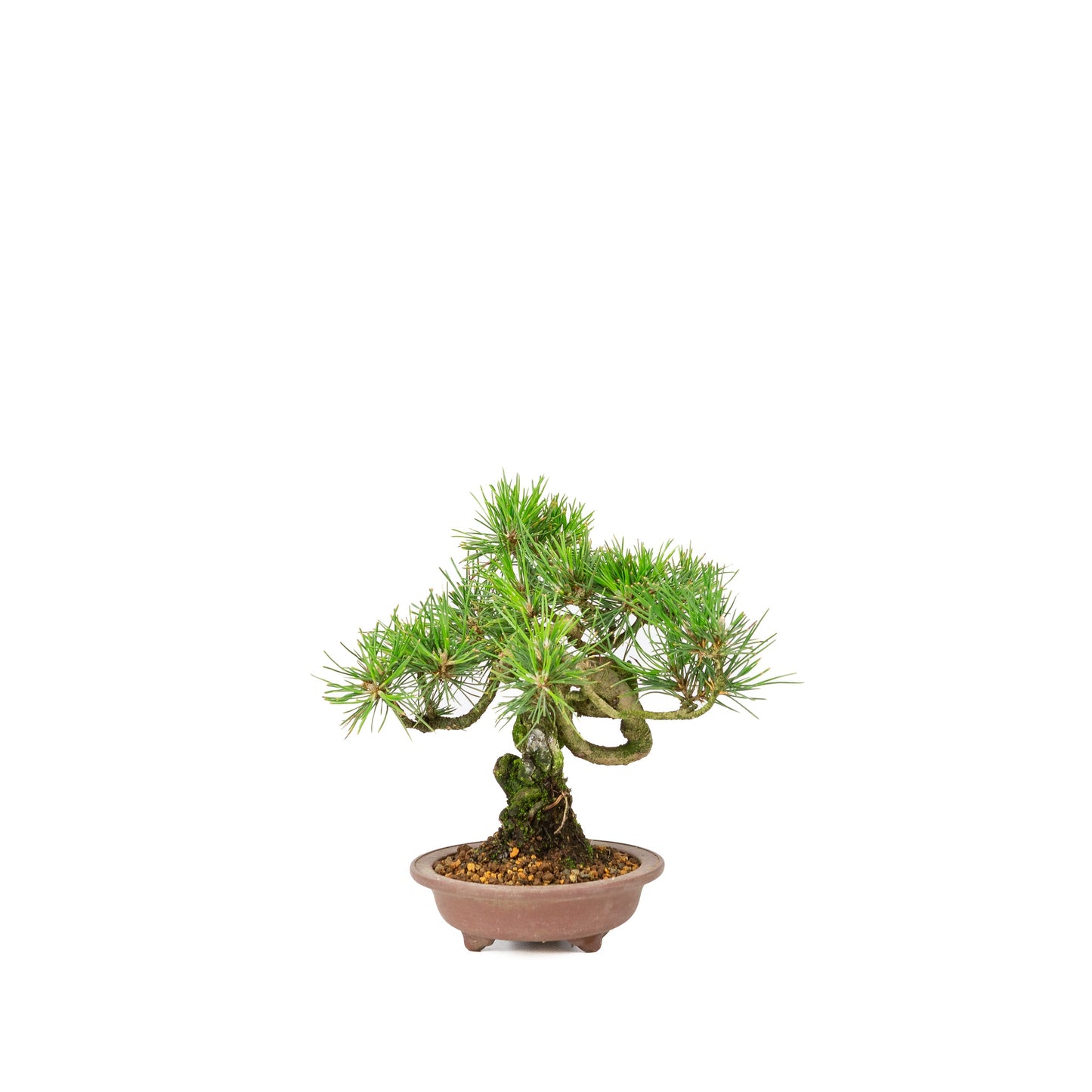 Pinus thunbergii unglazed pot 13m, height ~24cm