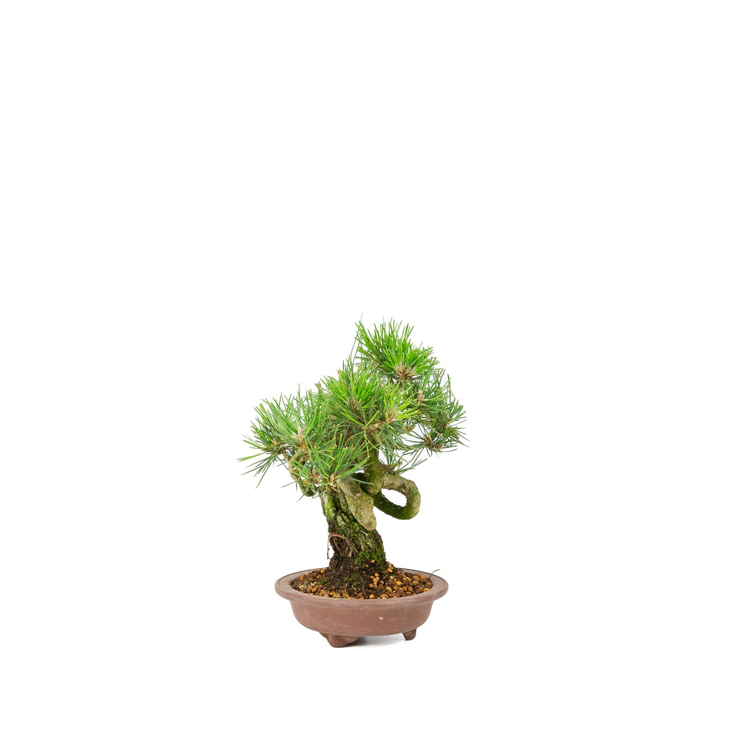 Pinus thunbergii unglazed pot 13m, height ~24cm