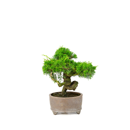 Juniperus chinensis unglazed pot 14cm, height ~27cm