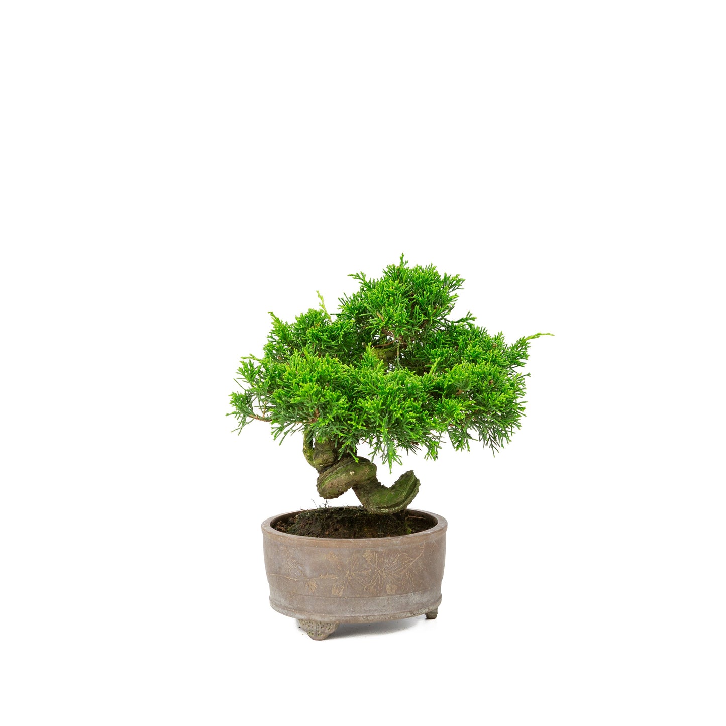 Juniperus chinensis unglazed pot 14cm, height ~27cm