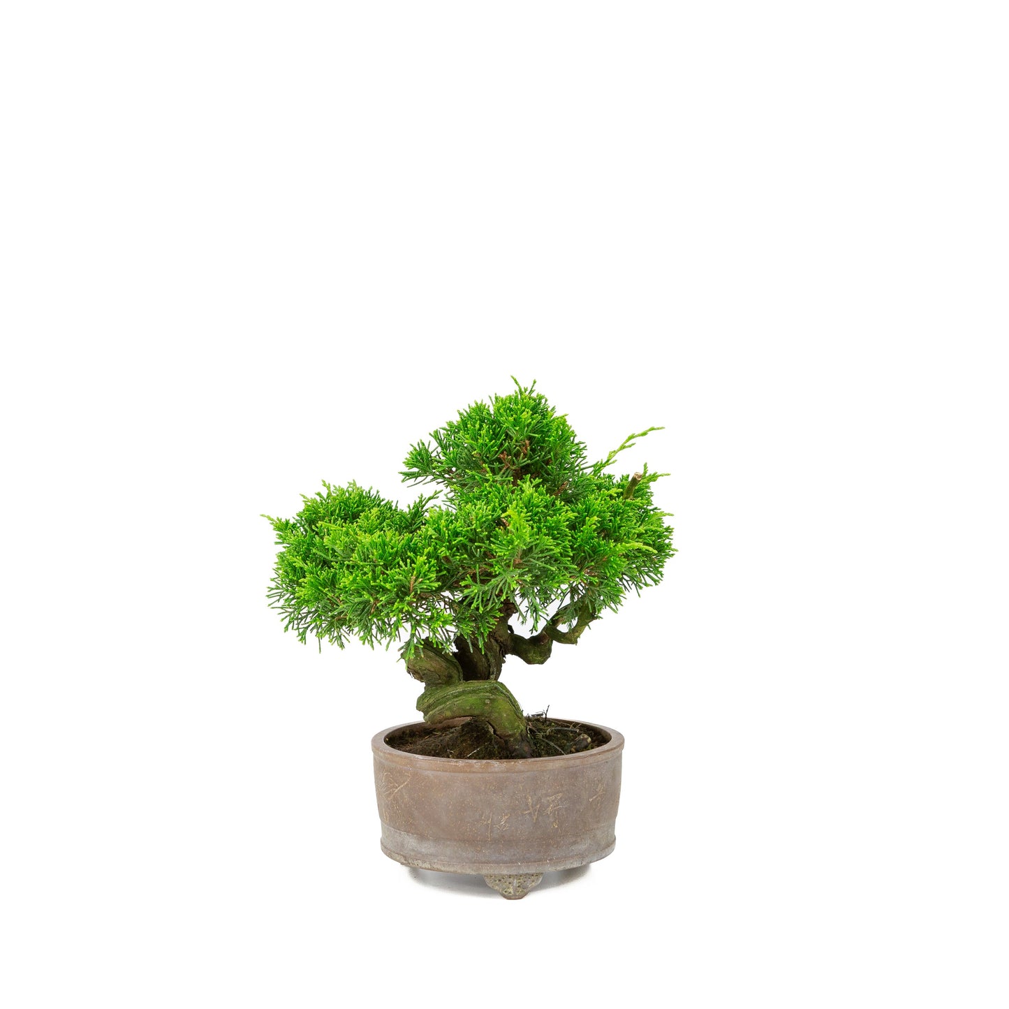 Juniperus chinensis unglazed pot 14cm, height ~27cm