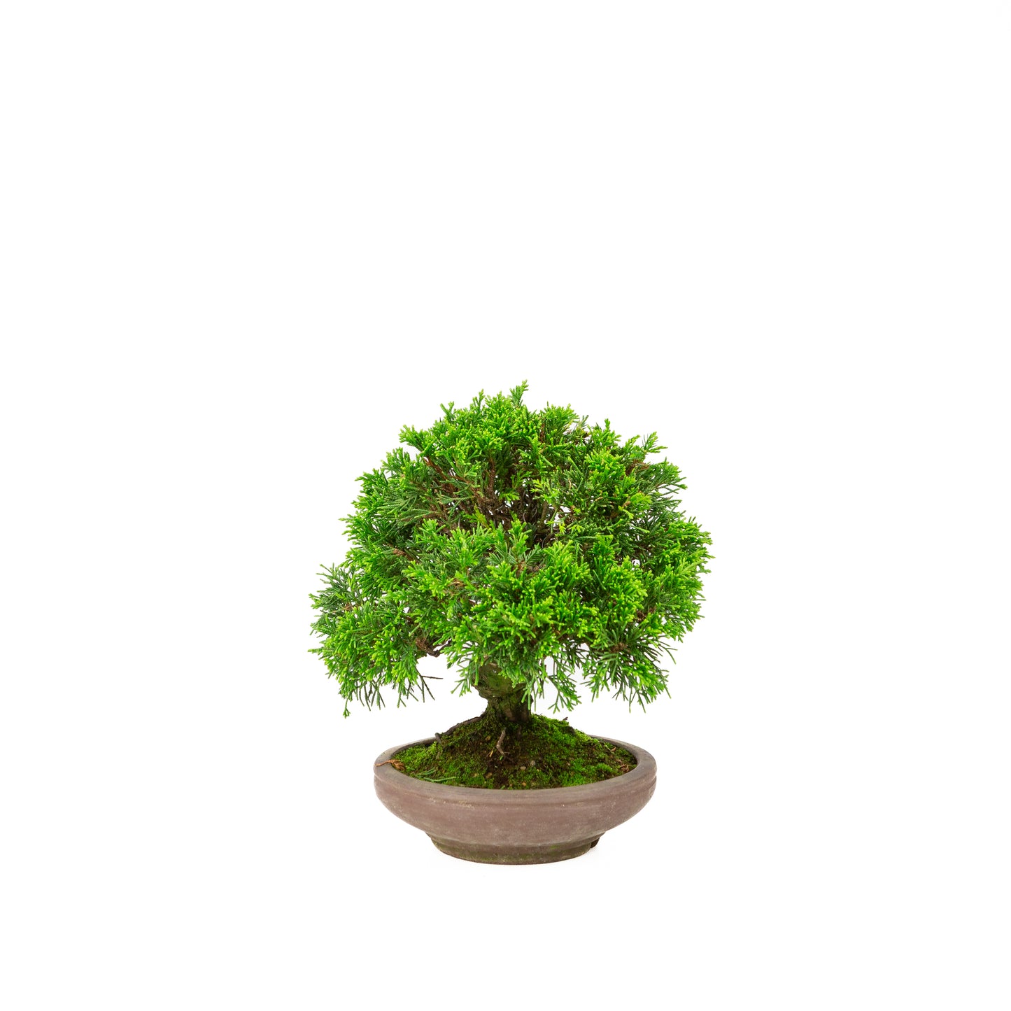 Juniperus chinensis unglazed pot 15cm, height ~24cm