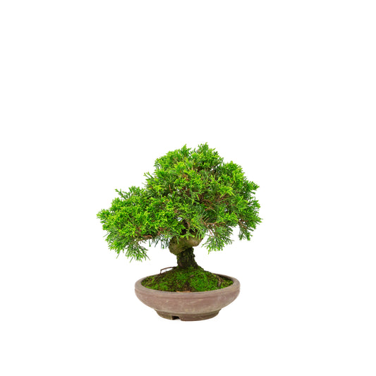 Juniperus chinensis unglazed pot 15cm, height ~24cm