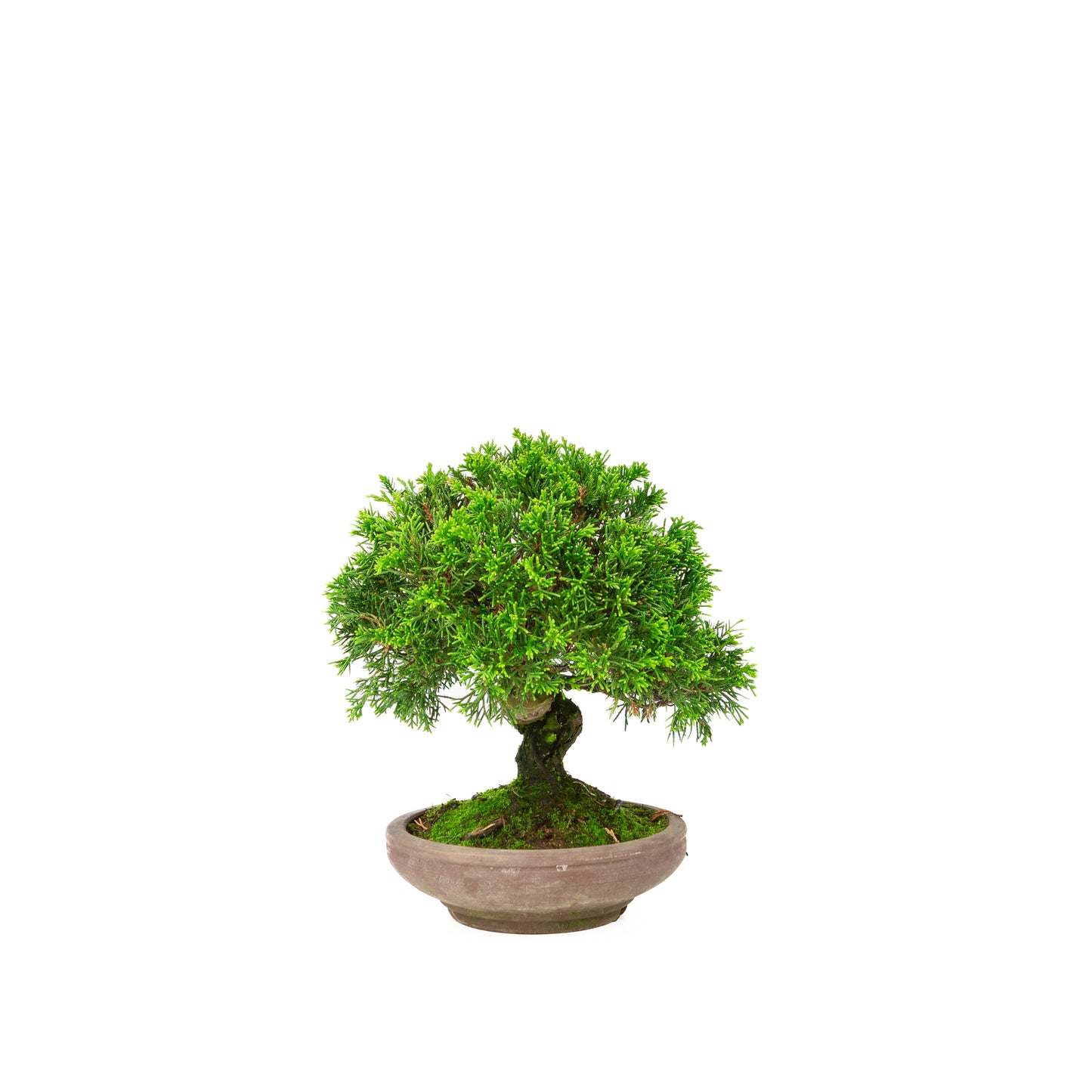Juniperus chinensis unglazed pot 15cm, height ~24cm