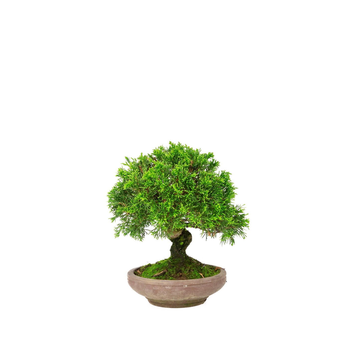 Juniperus chinensis unglazed pot 15cm, height ~24cm