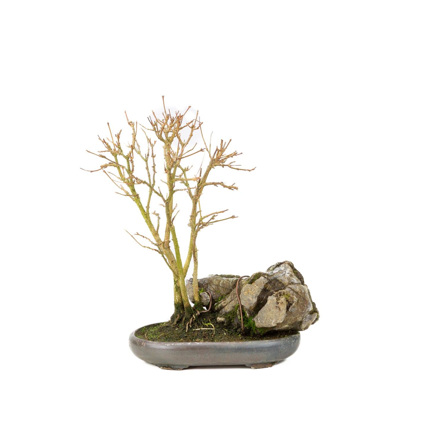 Acer buergerianum with stone brown round pot 20cm, height ~31cm