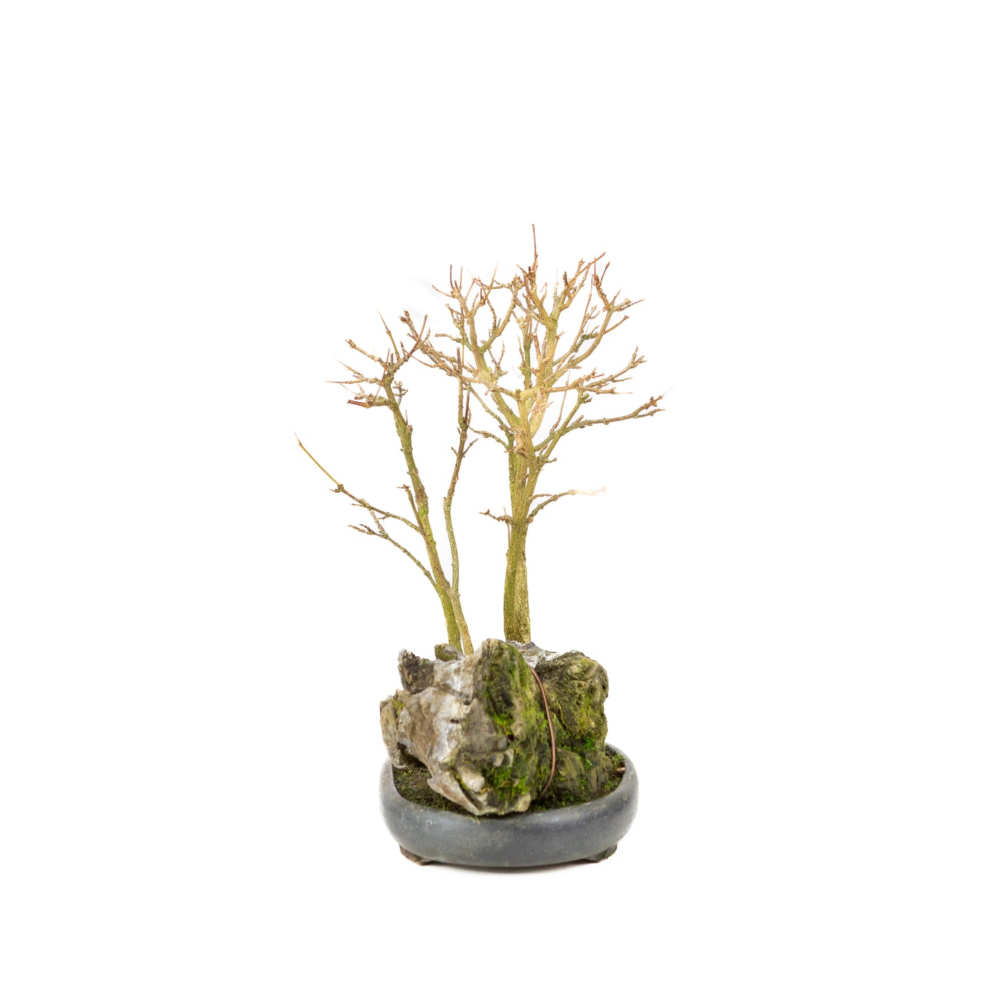 Acer buergerianum with stone brown round pot 20cm, height ~31cm