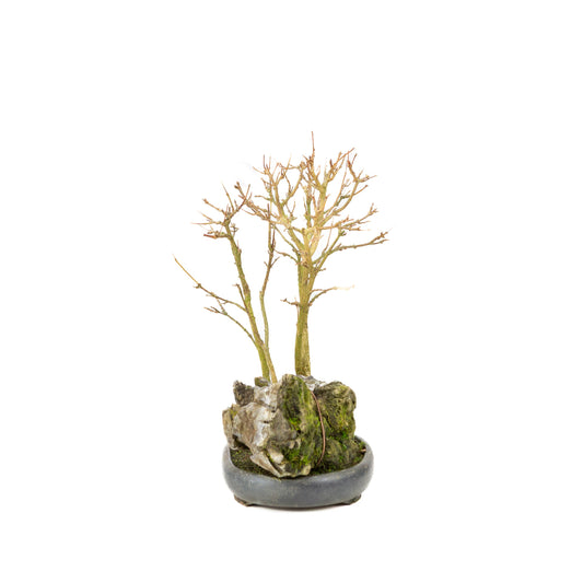 Acer buergerianum with stone brown round pot 20cm, height ~31cm