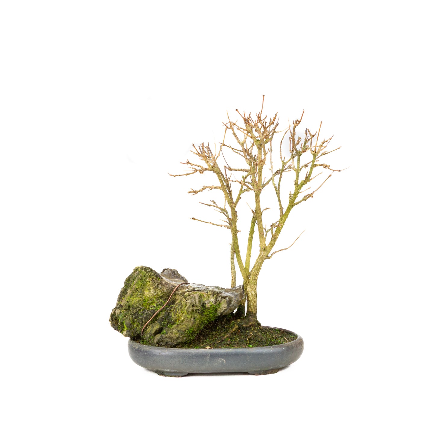 Acer buergerianum with stone brown round pot 20cm, height ~31cm