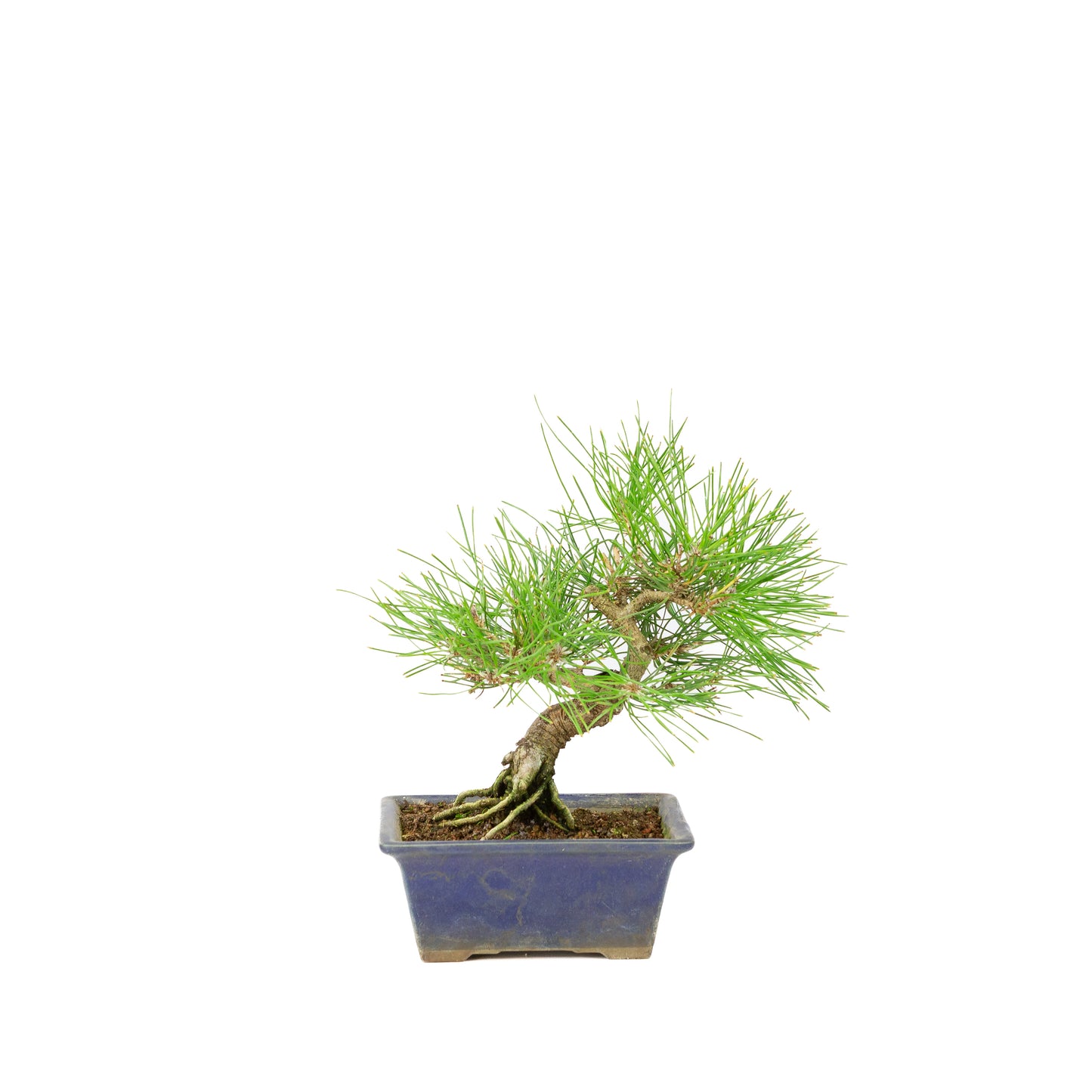 Pinus thunbergii blue pot 14m, height ~25cm